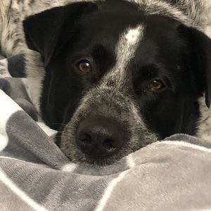 Meet your Posher, Carol